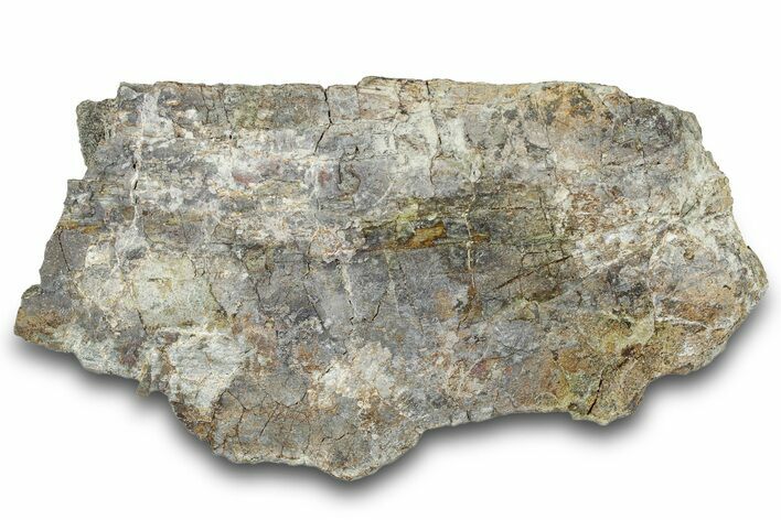 Dinosaur (Triceratops) Bone Section - Montana #300441